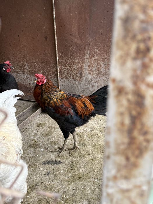 Xonagi xôrozlar sotiladi 3ta bor