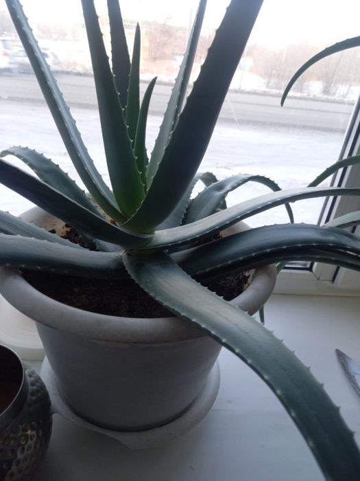 Продам цветы Алое