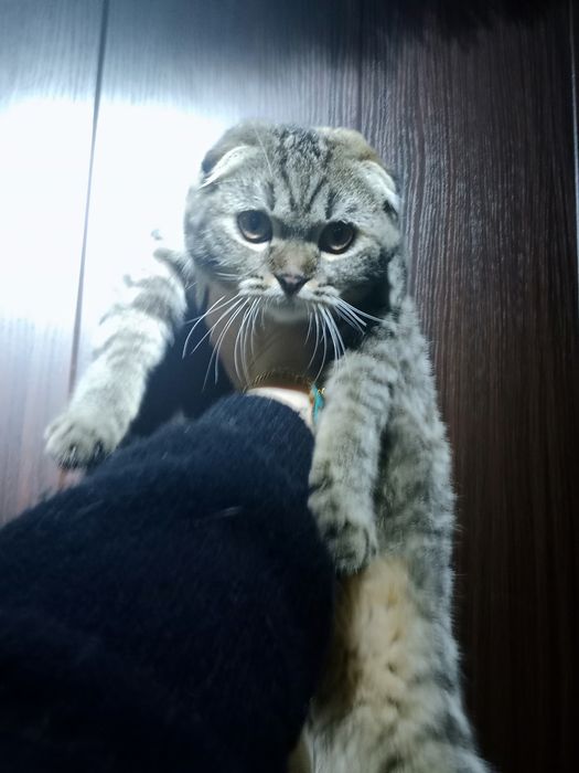 Девочка Табби черепаховая подросшая