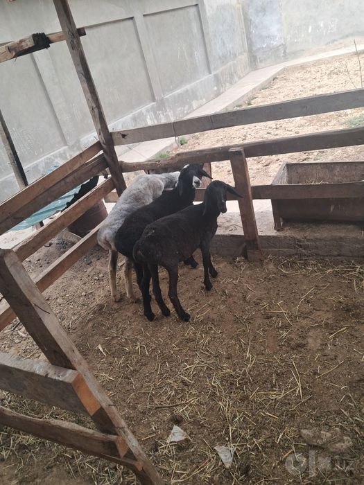 Urg'ochi, qochqor sotiladi