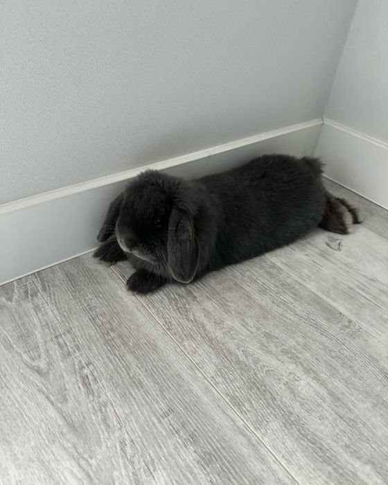 Отдаем кролика мини лопа