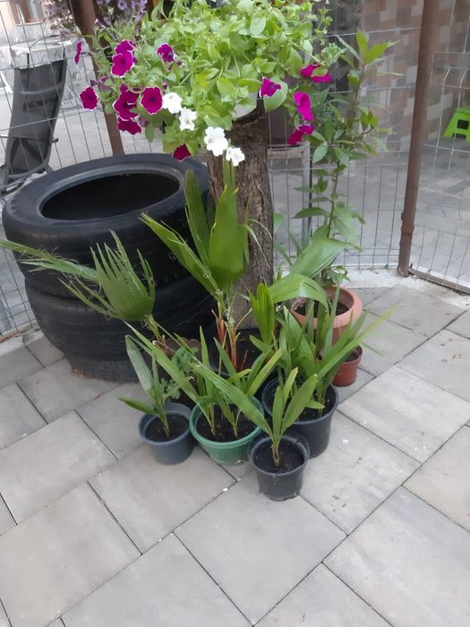 Vând palmieri diferite mărimi