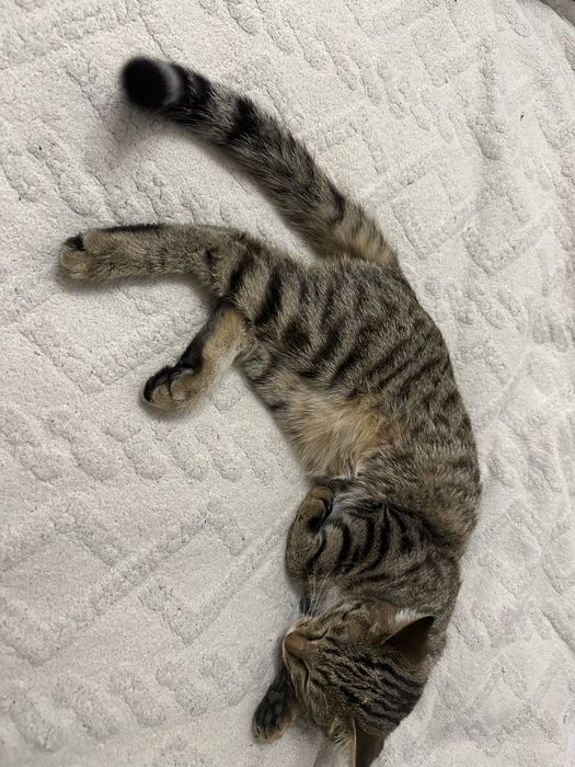 Котенок проды скоттиш страит