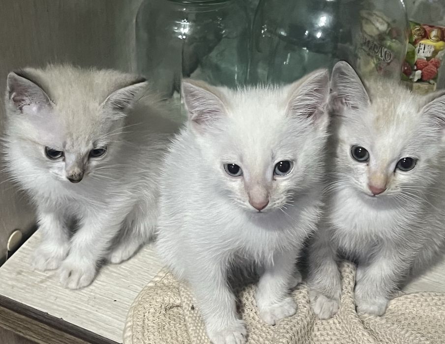 Пристраиваем котят крысоловов