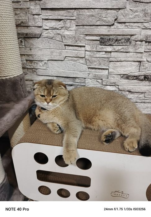 Продается  шатланский   катенок