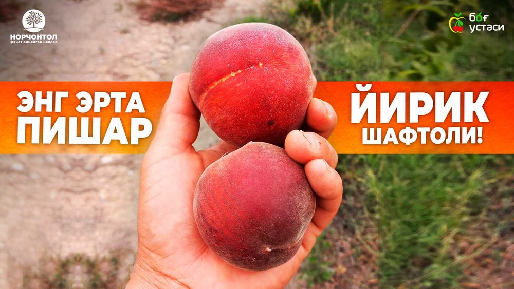 Шафтоли кўчатлар | Shaftoli ko‘chatlar | нектарин | тукли шафтоли |