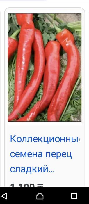 Семена сладкого перца паприки.