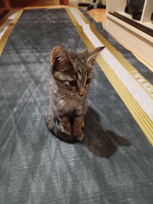 Отдам котёнка бесплатно