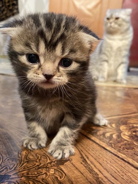 Продам котенка ,шотландец