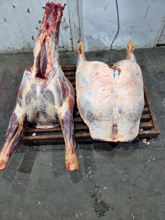 Мясо говядины конины тушами