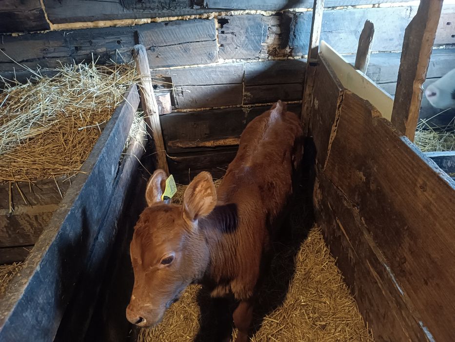 Продам тёлочку месячную