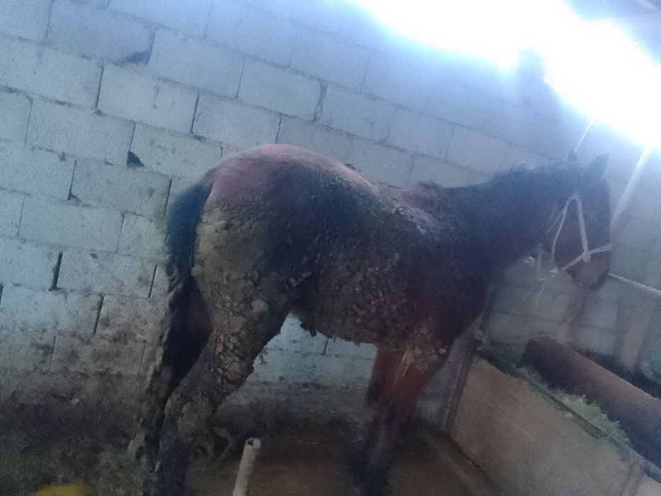 Құнан  1  елі қазысы бар