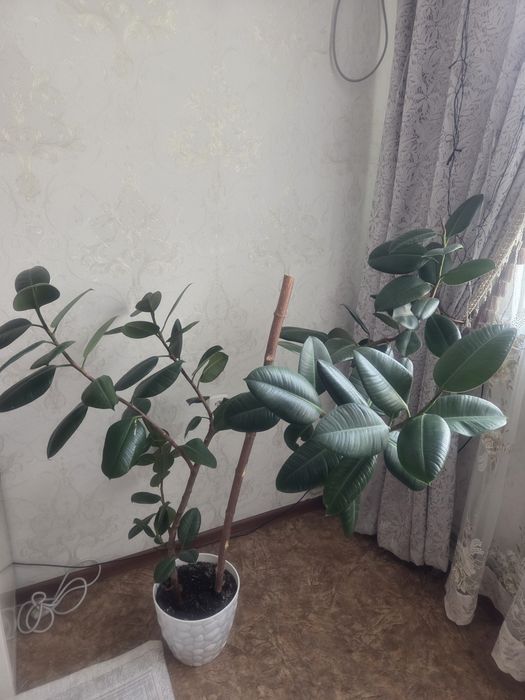 Цветы домашный в горшке