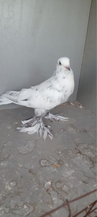 Голубь самец 2000тг