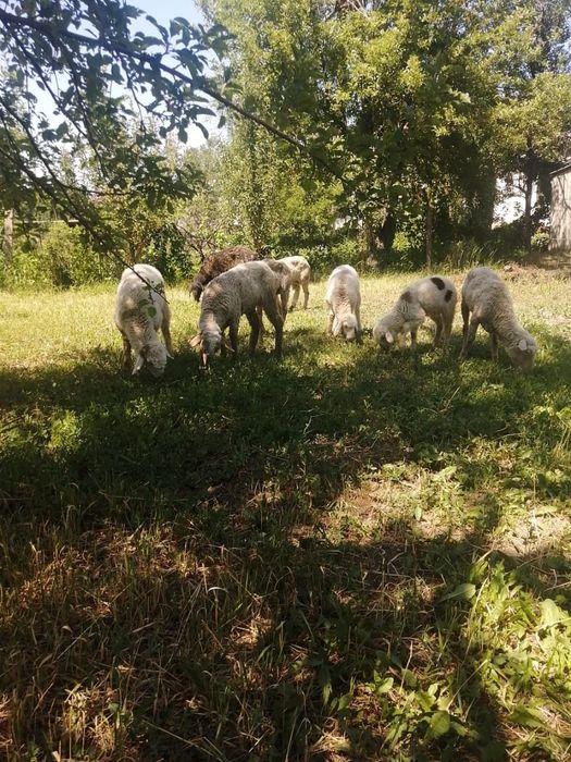 Продам срочно баран