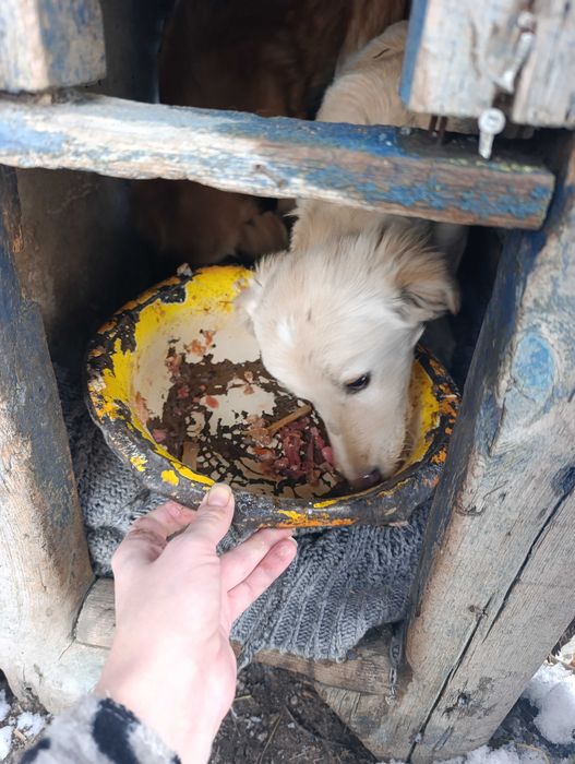 Щенки средней породы.