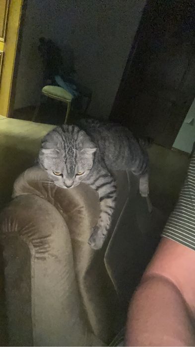 Отдам кота в хорошие руки