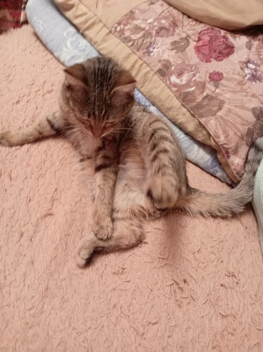 Котенок подросток