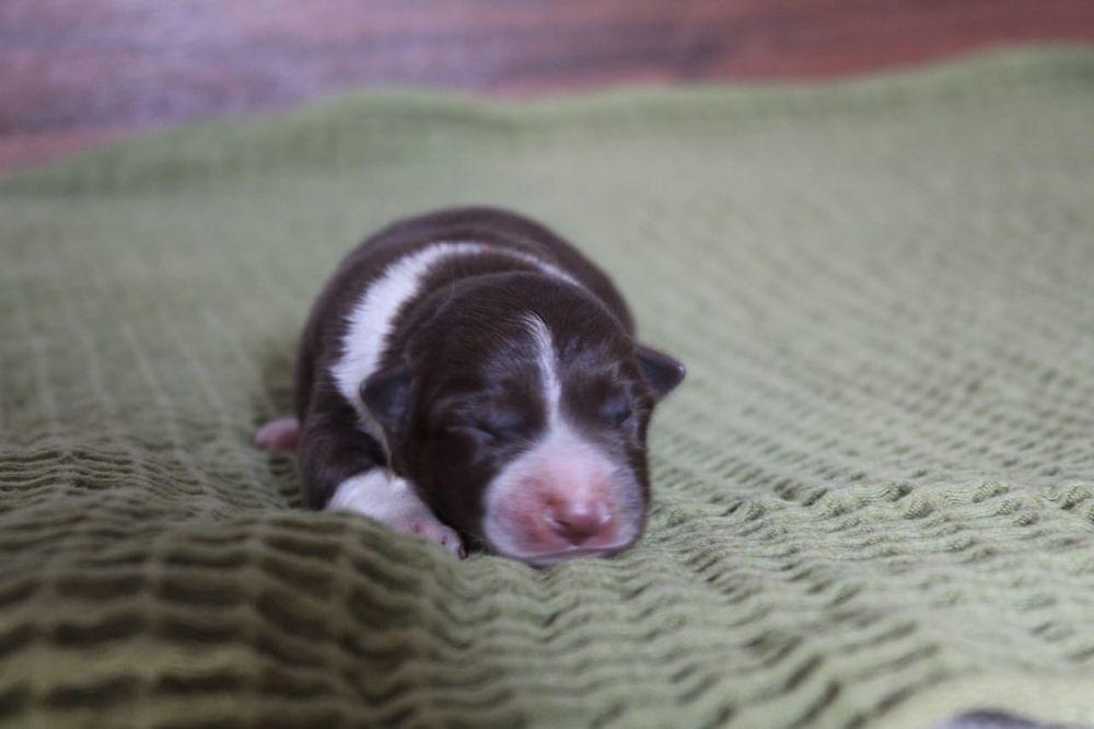 щенки бордер колли