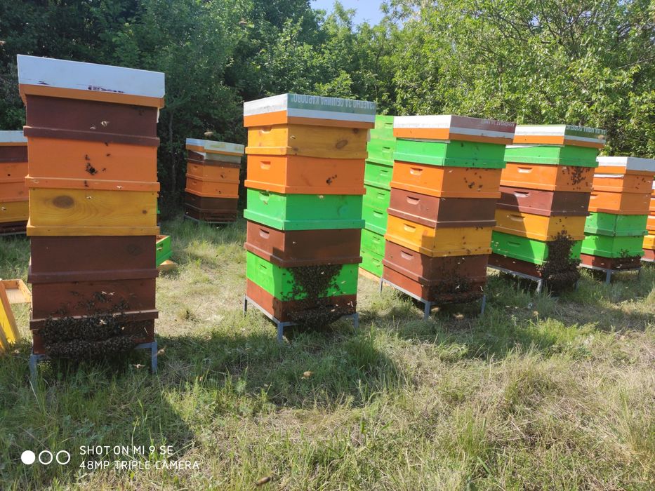 Пчелни семейства