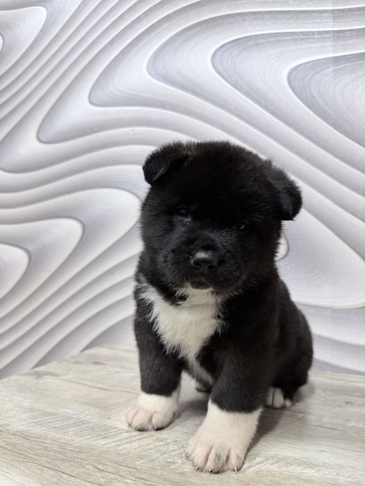 Щенки американской акиты