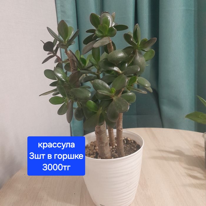 Комнатные растения, цветы