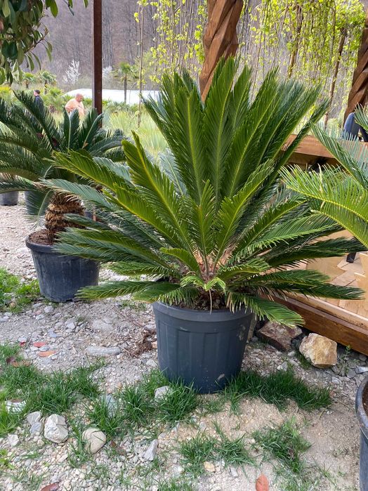 Palmieri Cycas Revoluta