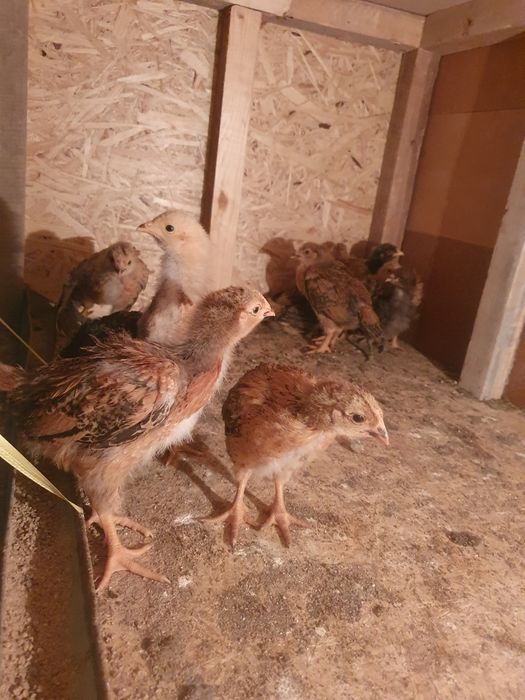 Цыплята кучинские