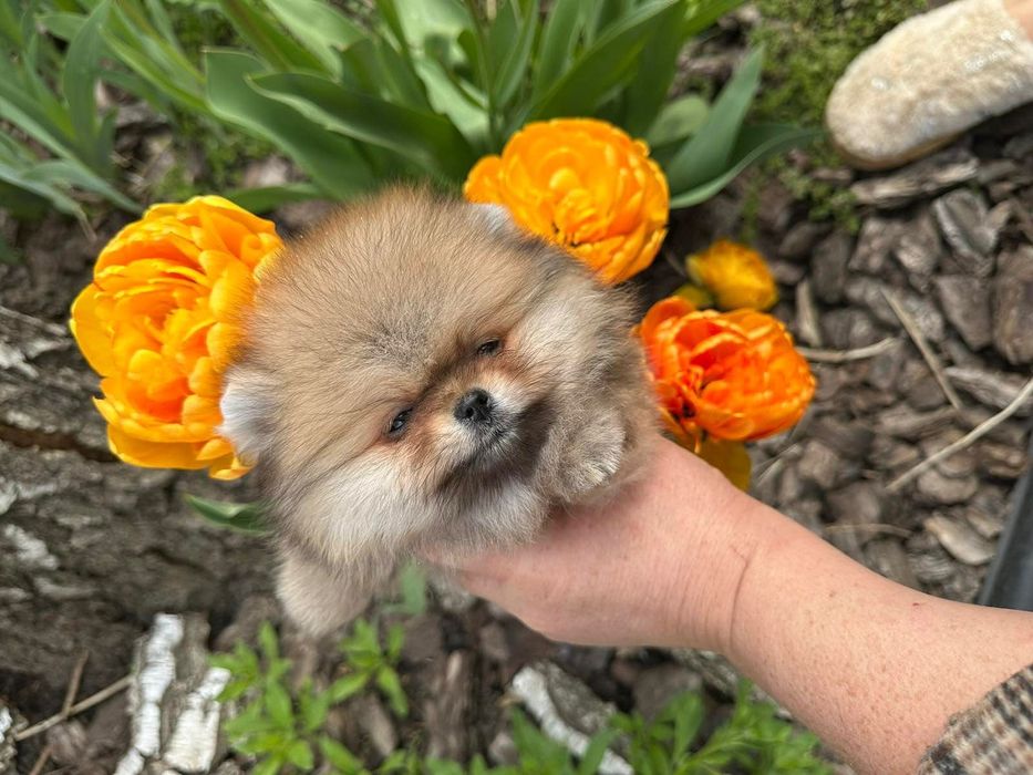 Catelus Pomeranian