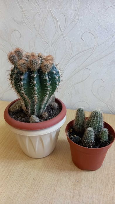 Кактусы комнатные продам