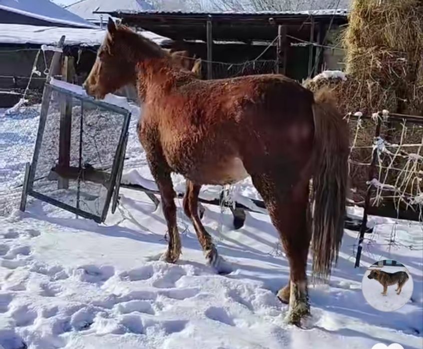 Семиз кунан сатылады