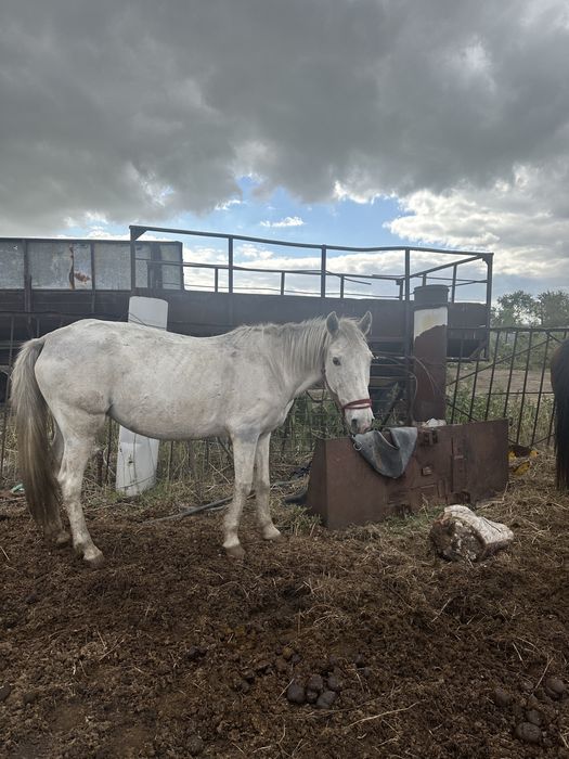 продам Кобылу жеребую