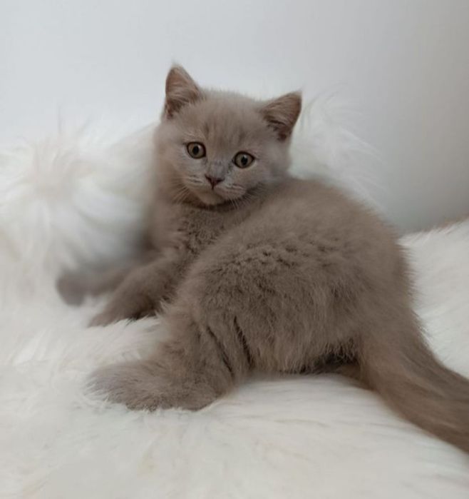 British shorthair 2 luni