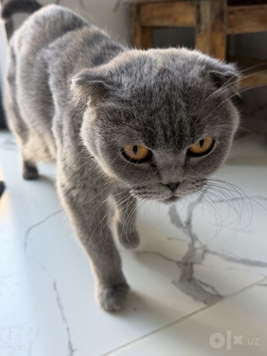 Котята скотиш фолда и скотиш страйта