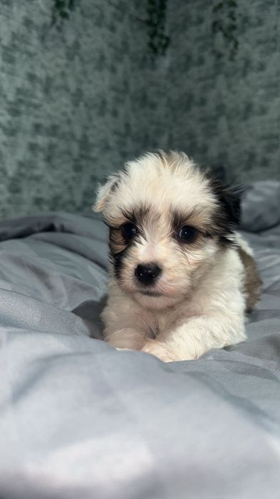 Donez pui cățel bichon