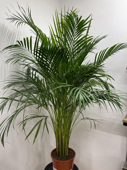 Пальма Арека для дома и офиса