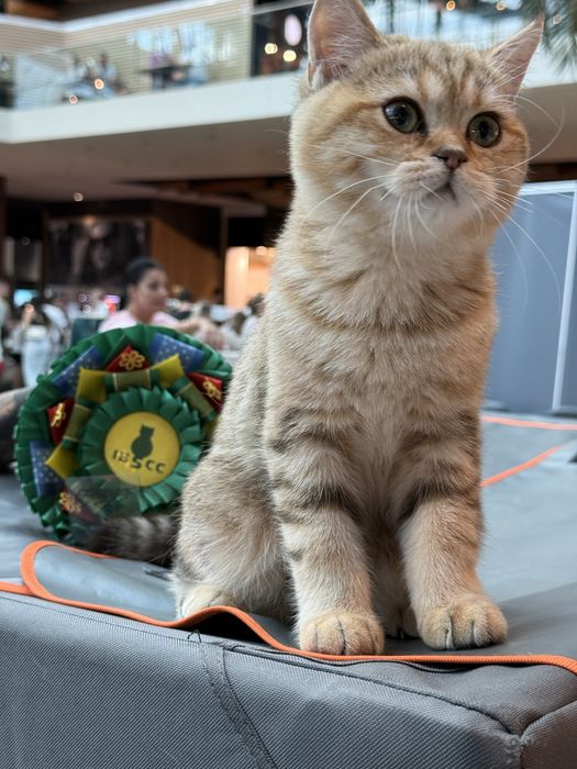 British shorthair
