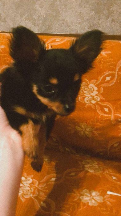 Самец ищет свою Самку