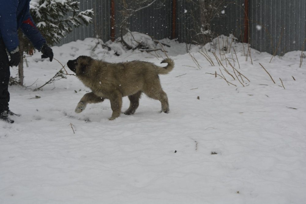 щенки кавказской овчарки