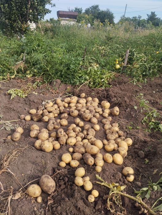 Картошка домашный крупный