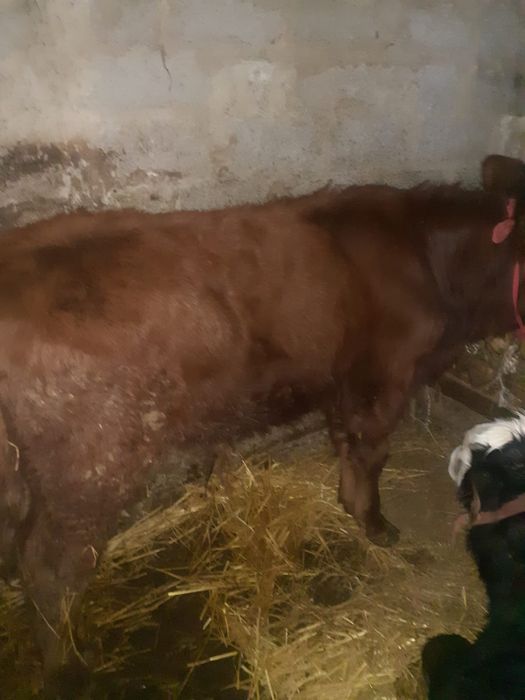 Vînd vițăi de rasă!