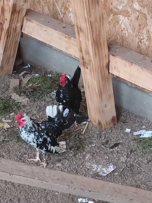 Cocoșei pitici de vanzare