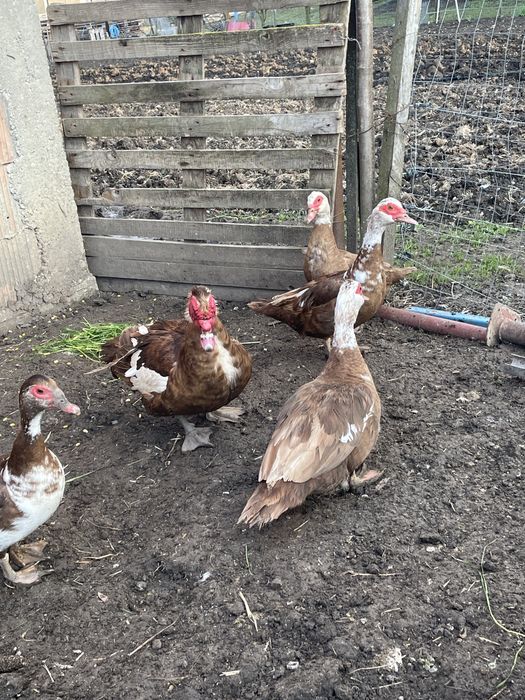 Vând rațe mute ciocolatii