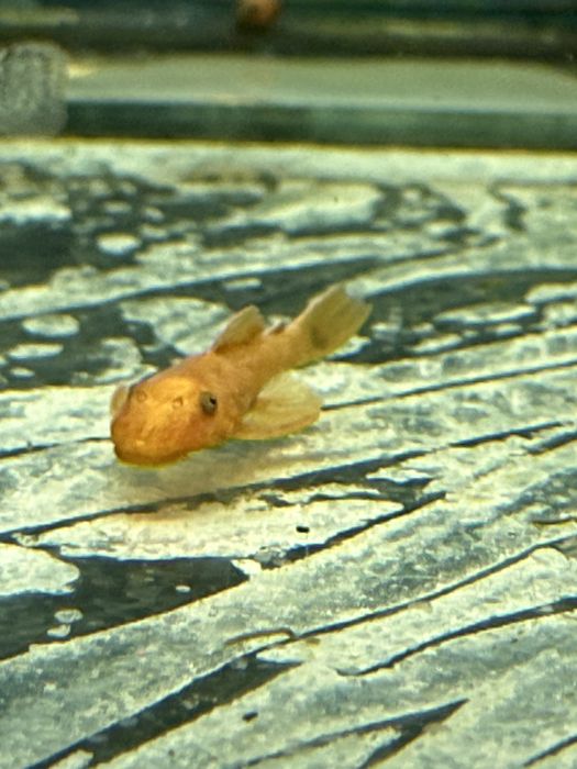 Продам сомикоа