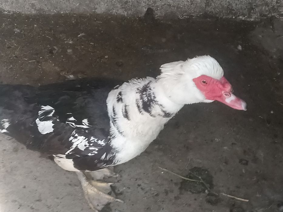 Продам селезень индоутка