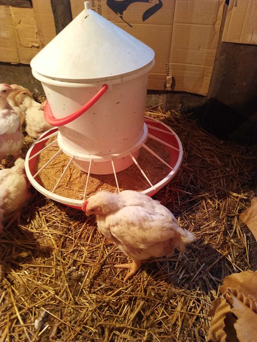 Продам бройлеров