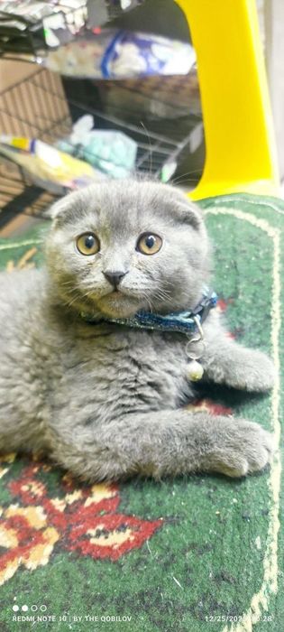 Британский кошка