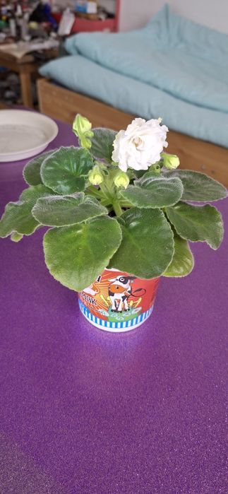 Комнатные цветы молодые