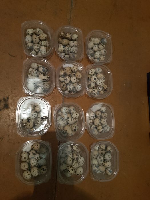 Бодене жумырткасы сатылады