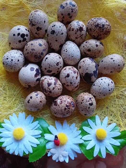 Пъдпъдъчите яйца